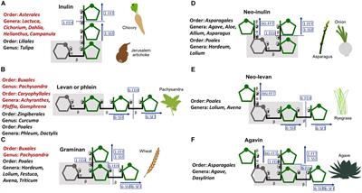 The Sweet Taste of Adapting to the Desert: Fructan Metabolism in <mark class="highlighted">Agave</mark> Species